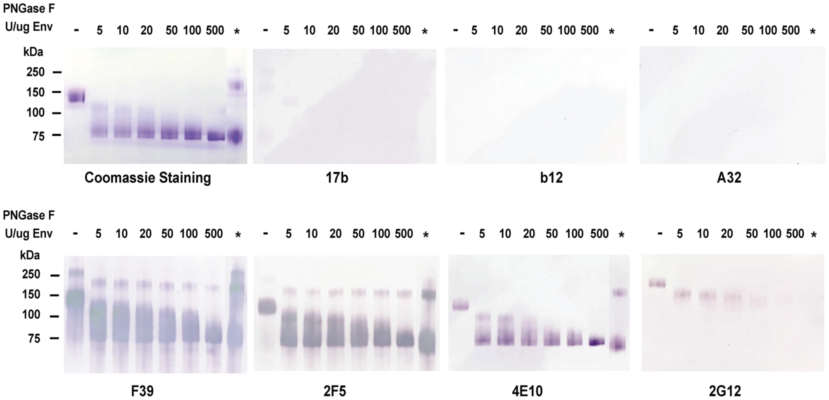 Analysis of deglycosylated JRFL protein in reducing SDS-PAGE and Western-blotting with a panel of HIV-1 MAbs.