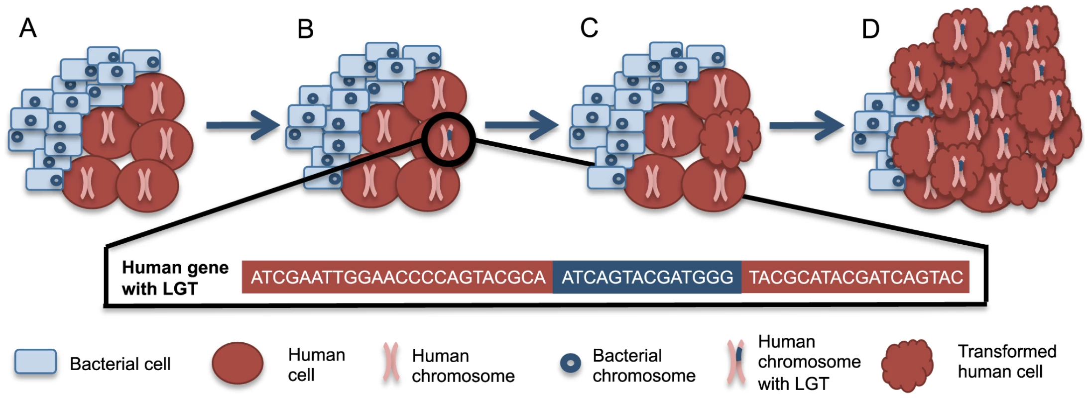 A scenario for bacteria-human LGT and carcinogenesis.