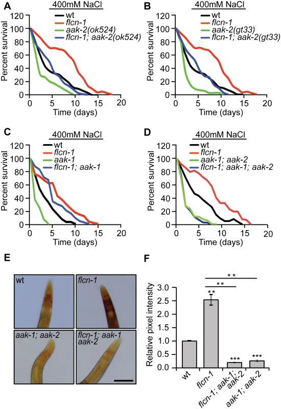 The increased survival to hyperosmotic stress and the accumulation of glycogen in <i>flcn-1</i> mutant worms require AMPK.