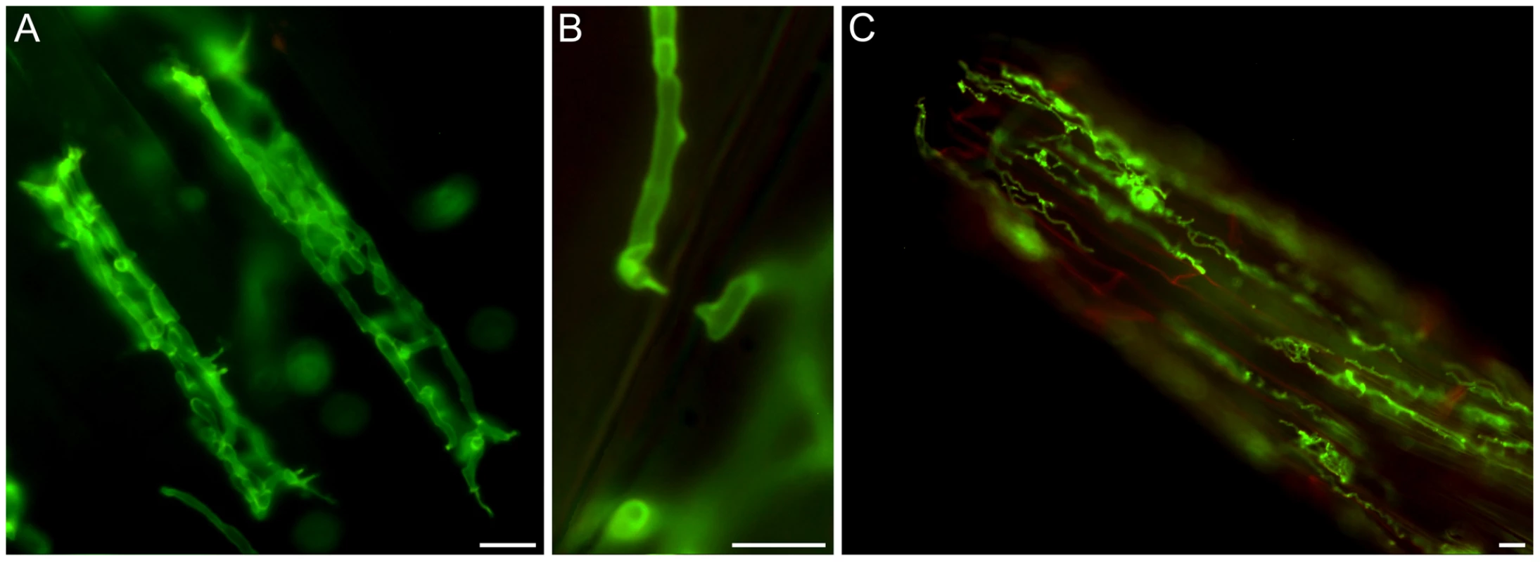 <i>P. indica</i> colonizing autoclaved barley root cells at 5 dpi.