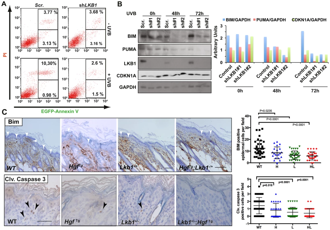 Loss of LKB1 and accumulation of CDKN1A in response to UVB contributes to keratinocyte transformation and resistance to UVB-induced apoptosis.