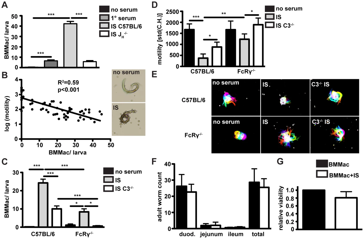 Antibodies from challenge <i>Hp</i> infected wildtype mice induce adherence of bone marrow derived macrophages to <i>Hp</i> larvae <i>in vitro</i>, causing larval immobilization dependent on FcRgamma-chain and complement component 3; Larval infectivity and viability is not affected by adhering macrophages.