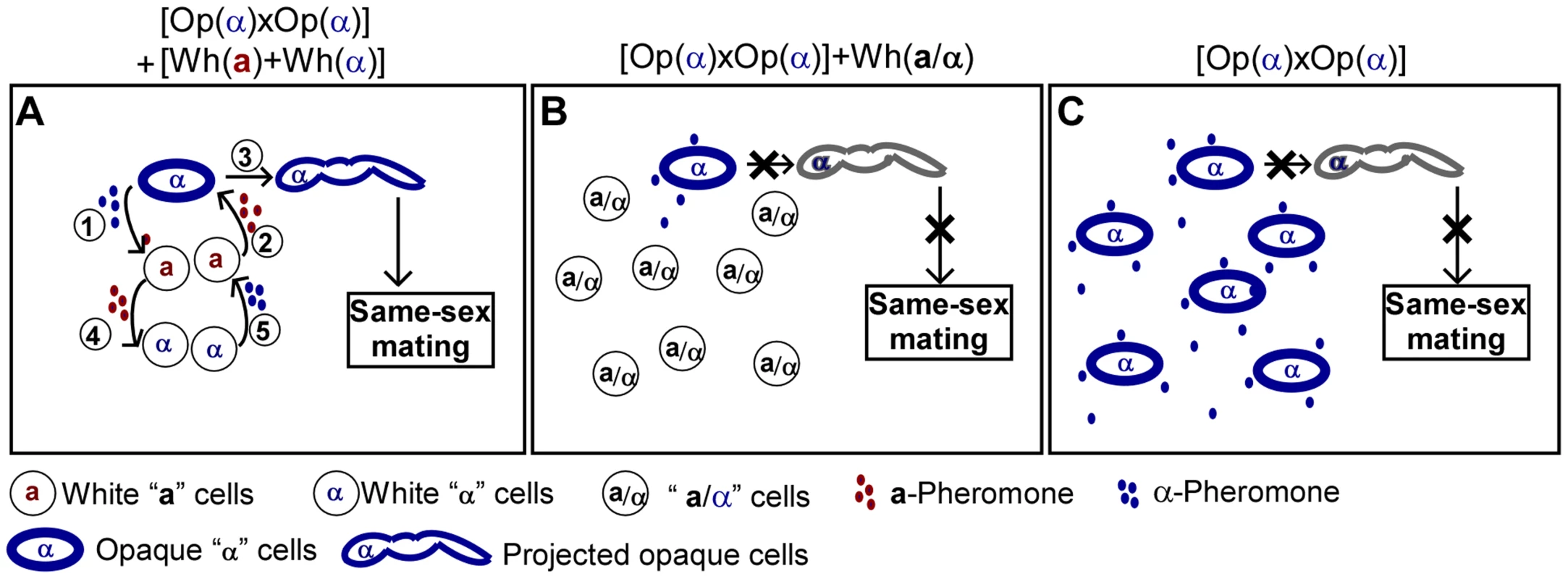 Schematic models depicting that white cells facilitate same-sex mating of opaque cells.
