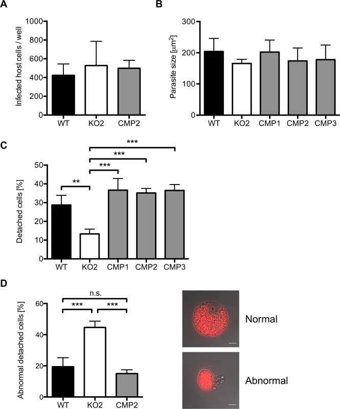 PbPL does not affect liver stage growth but plays a role in detached cell formation
