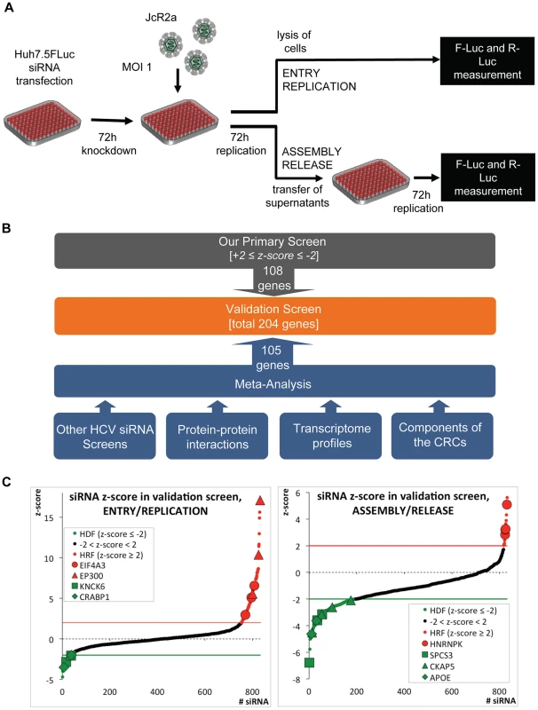 High-throughput siRNA screen used to identify cellular factors involved in the HCV life cycle.