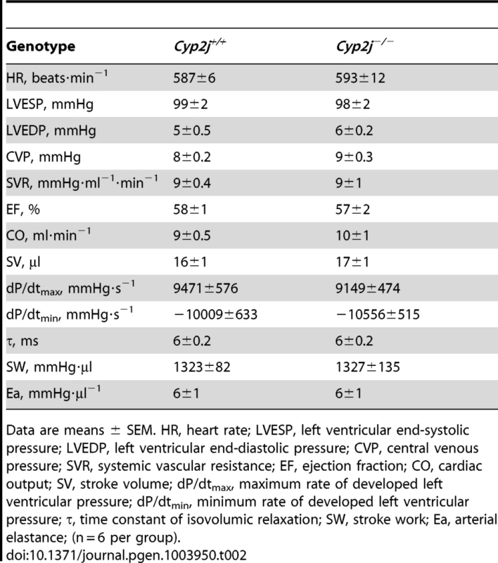 Comparison of systemic hemodynamic measurements in anesthetized <i>Cyp2j<sup>+/+</sup></i> and <i>Cyp2j<sup>−/−</sup></i> mice.
