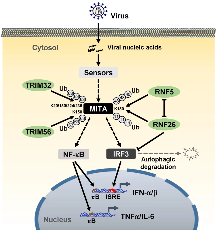 A model on the roles of RNF26 in virus-triggered induction of downstream genes.