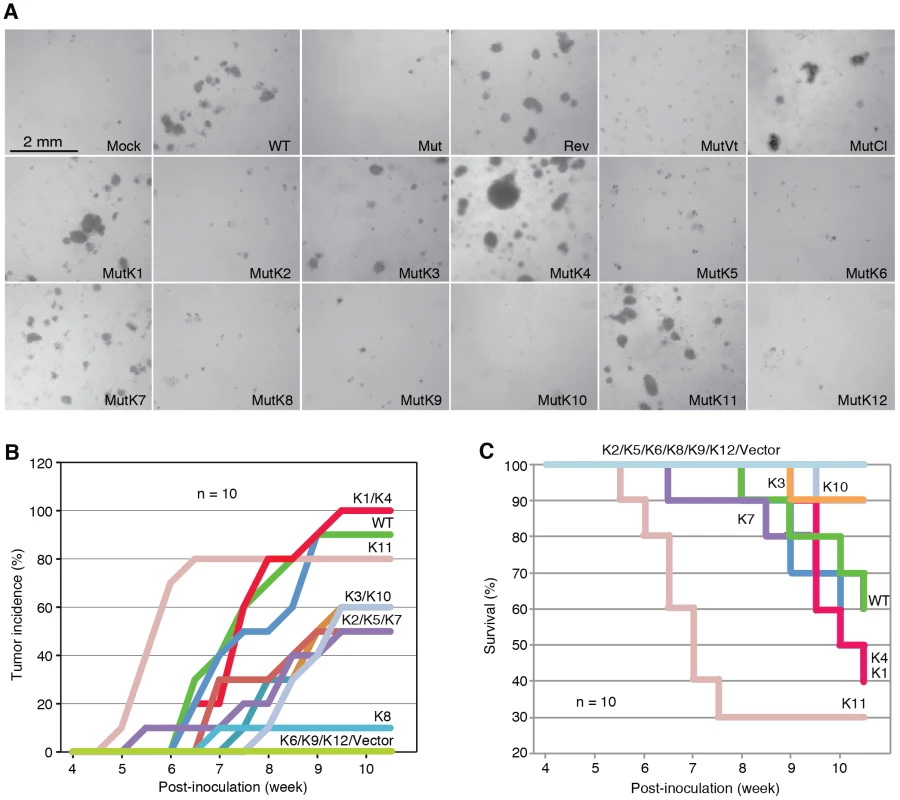 Multiple KSHV miRs rescue cellular transformation and tumorigenesis of the Mut virus.