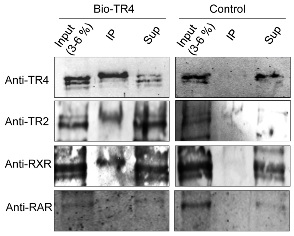 Identification of proteins precipitated with streptavidin beads from MEL cells expressing biotin-tagged TR4.