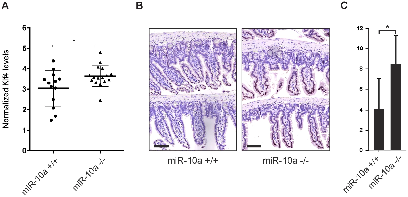 Klf4 is upregulated in <i>miR-10a</i> KO intestines.
