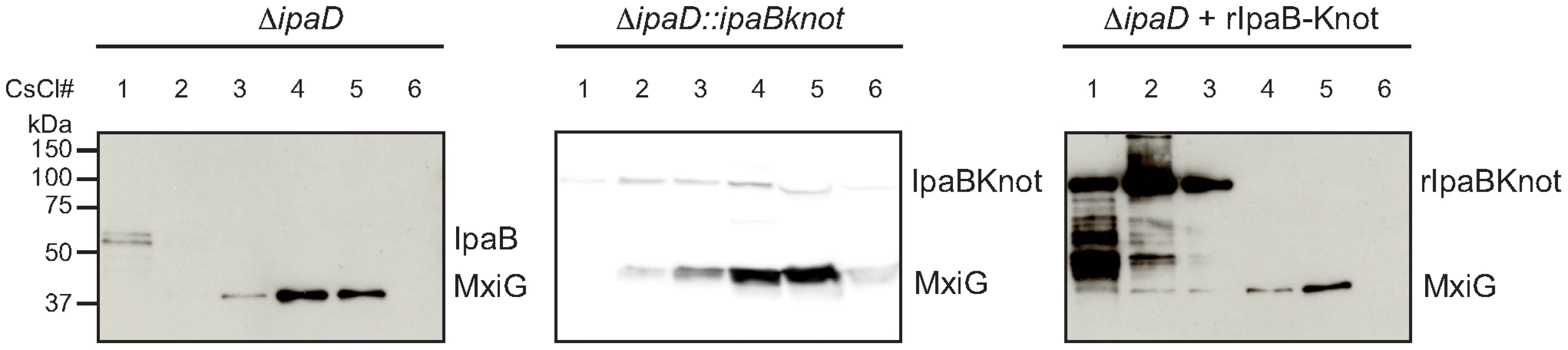 Co-localization of IpaB, IpaB-Knot and isolated NC.