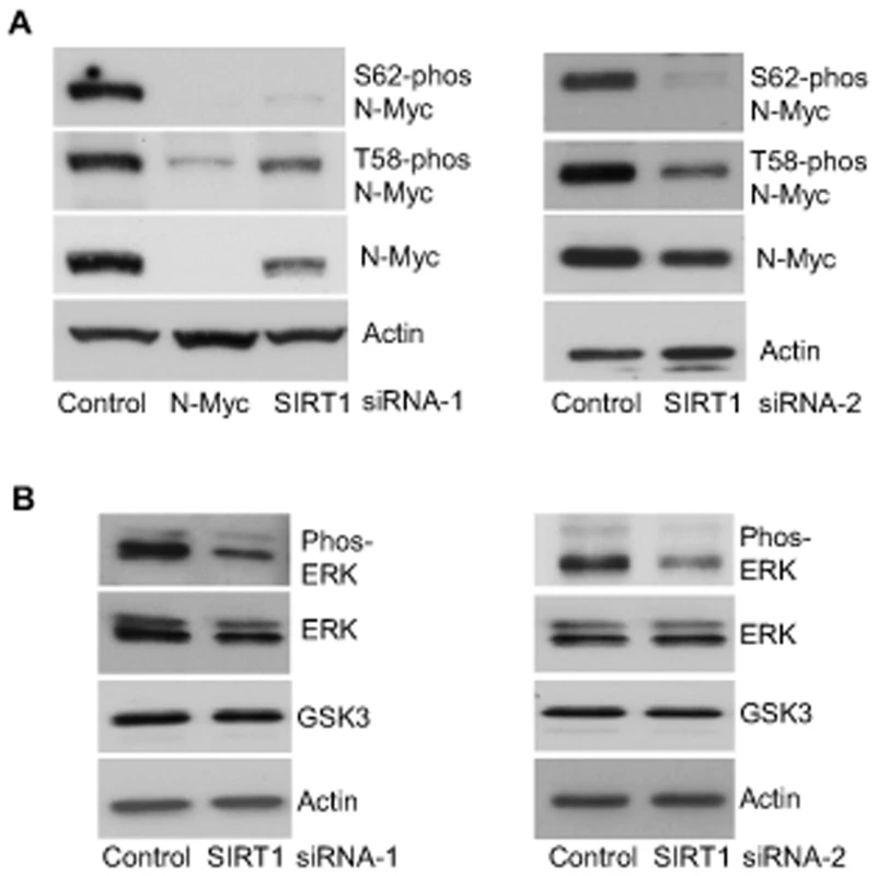 SIRT1 stabilizes N-Myc protein by promoting ERK protein phosphorylation and N-Myc protein phosphorylation at S62.
