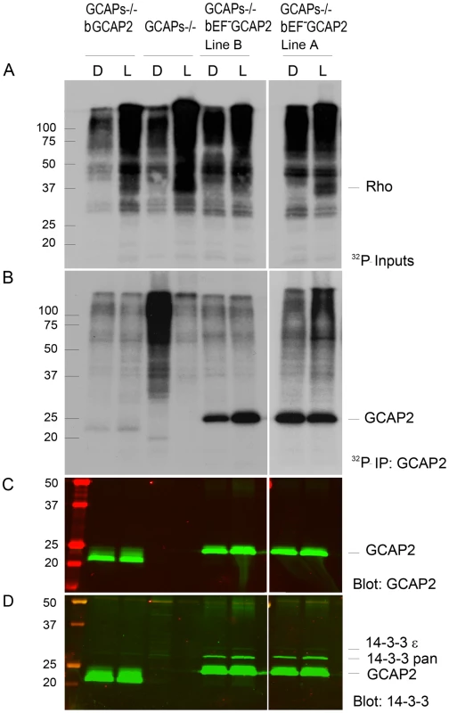 <sup>32</sup>P<sub>i</sub> metabolic labeling reveals phosphorylation of bEF<sup>−</sup>GCAP2 to a higher extent than bGCAP2 in living retinas.