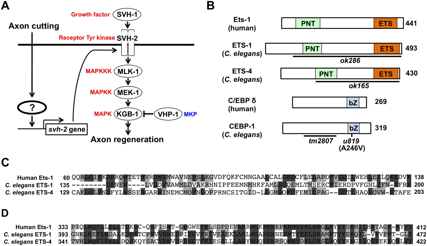 Identification of transcription factors acting in JNK cascade in <i>C</i>. <i>elegans</i>.