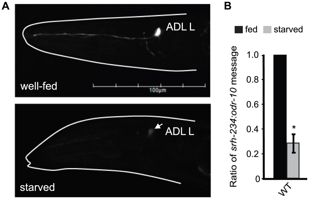 Starvation downregulates the expression of <i>srh-234</i> in ADL neurons.