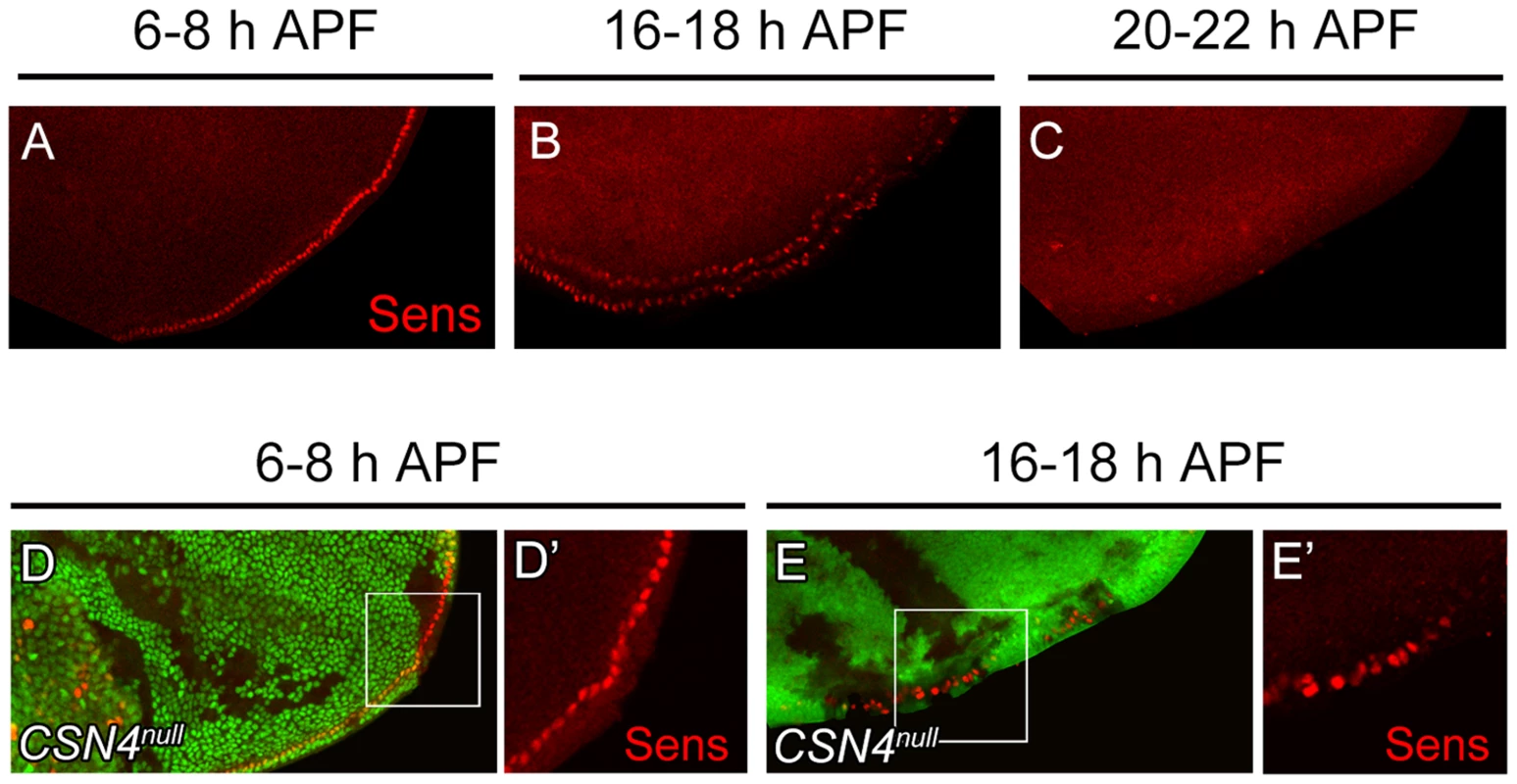 Temporal regulation of Sens expression by CSN4.