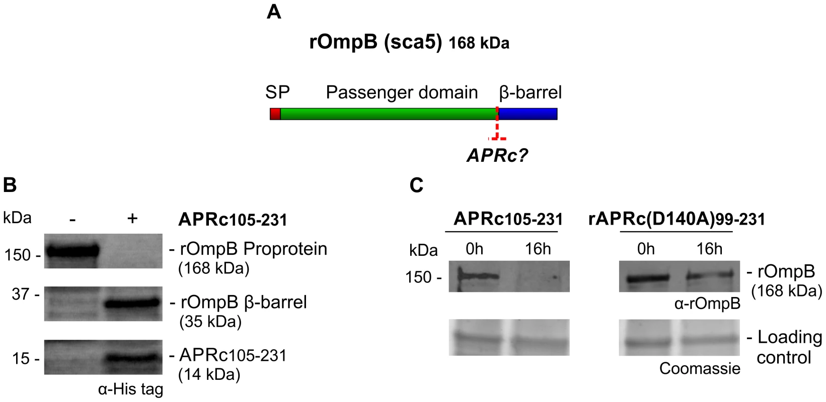 APRc can process rOmpB <i>in vitro</i>.