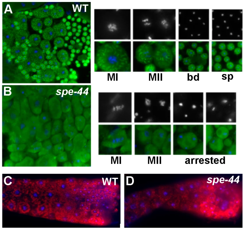 Organelle assembly defects in <i>spe-44</i> sperm.