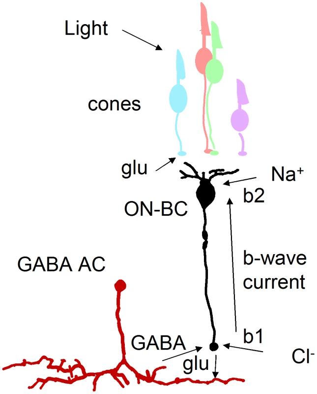 GABA-dependent mechanism for enlarged b-wave.