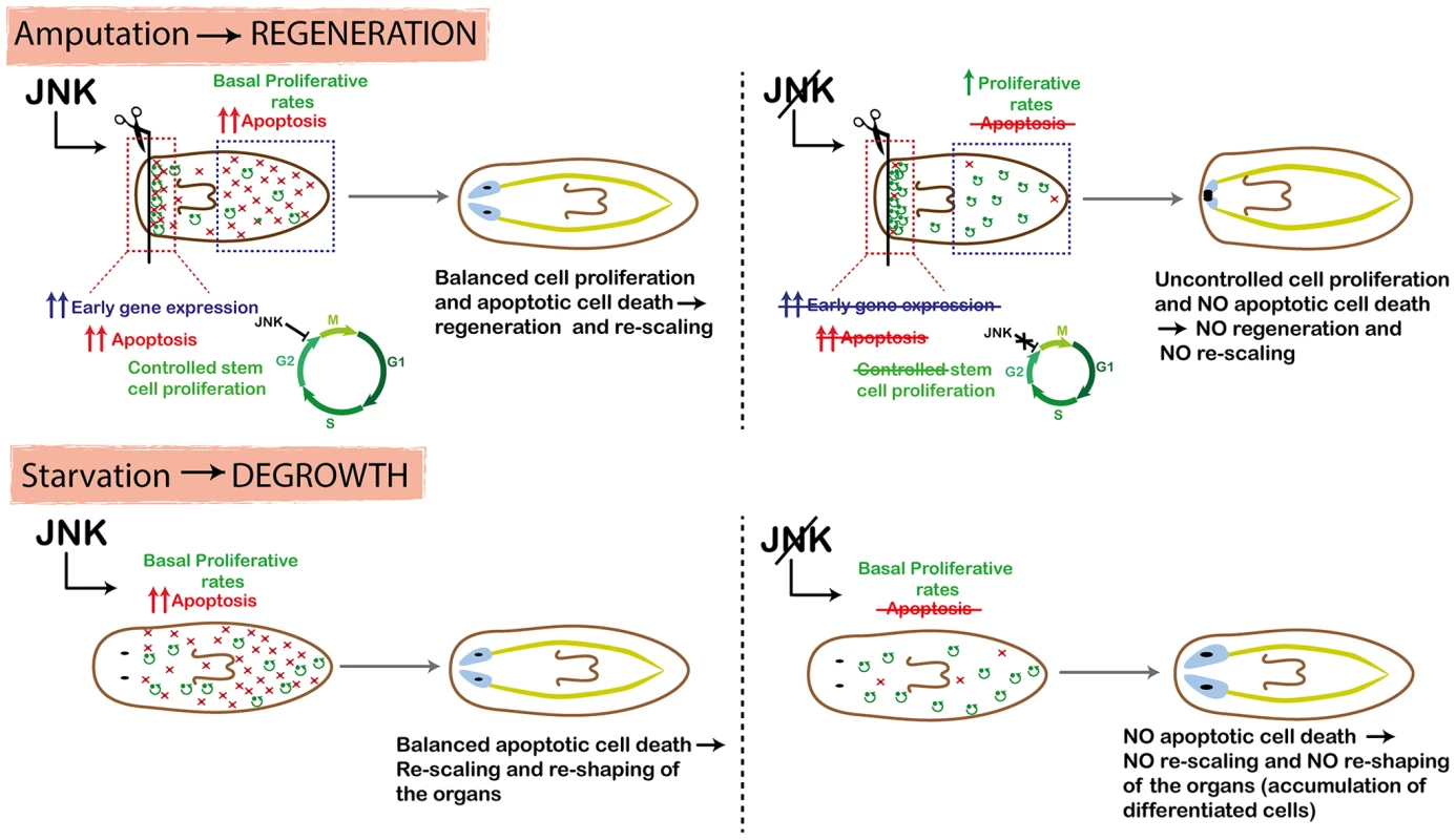 Schematic showing role of JNK in planarian regeneration and homeostatic degrowth.