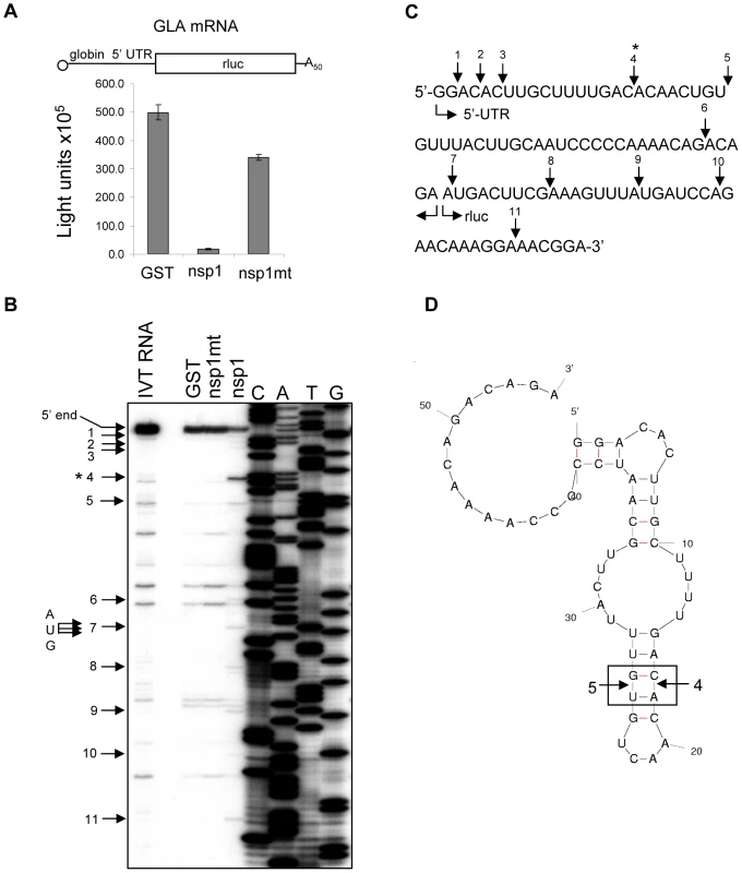 Characterization of nsp1-induced RNA modification in GLA mRNA.