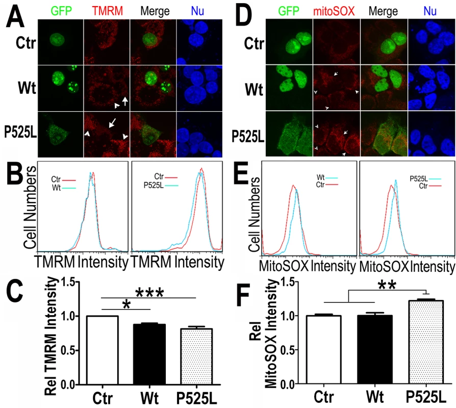 Increased expression of Wt- or P525L-mutant FUS induced a decrease in mitochondrial membrane potential and an increase in production of mitochondrial superoxide.