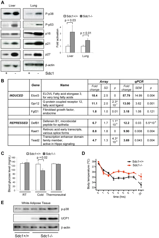 <i>Sdc1−/−</i> mice show systemic hyper-activation of p38α, and other metabolic markers of cold stress.