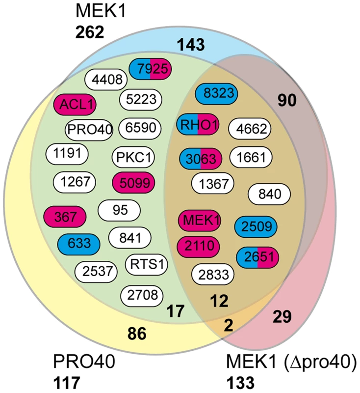 Shared interaction network of MEK1 and PRO40.