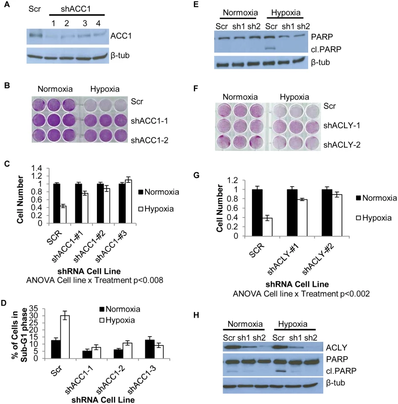 Depletion of ACC1 or ACLY protects cells from hypoxia-induced apoptosis.