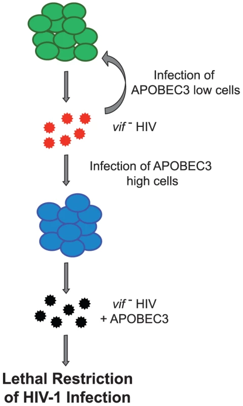 Model depicting sustained <i>in vivo</i> replication of HIV<sub>LAI</sub>Δ<i>vif</i>.