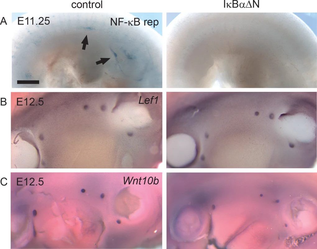 NF-κB is dispensable for mammary placode formation.