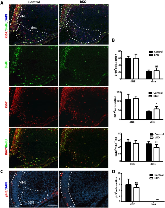 Cell cycle properties and progenitor number in the mutant dentate gyrus.