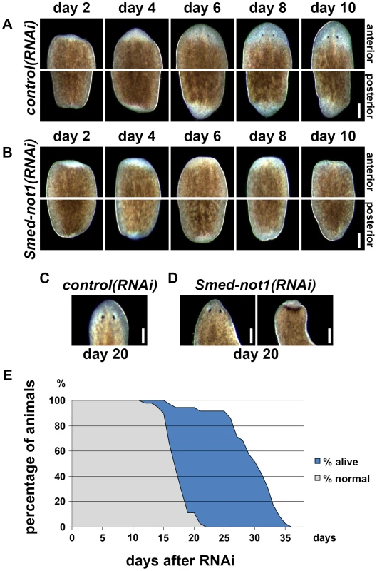 <i>Smed-not1</i> is required for planarian regeneration and homeostatic cell turnover.