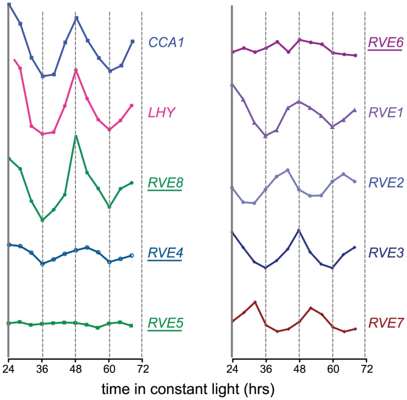 Circadian expression patterns of the <i>CCA1</i>, <i>LHY</i>, and <i>RVE</i> genes.