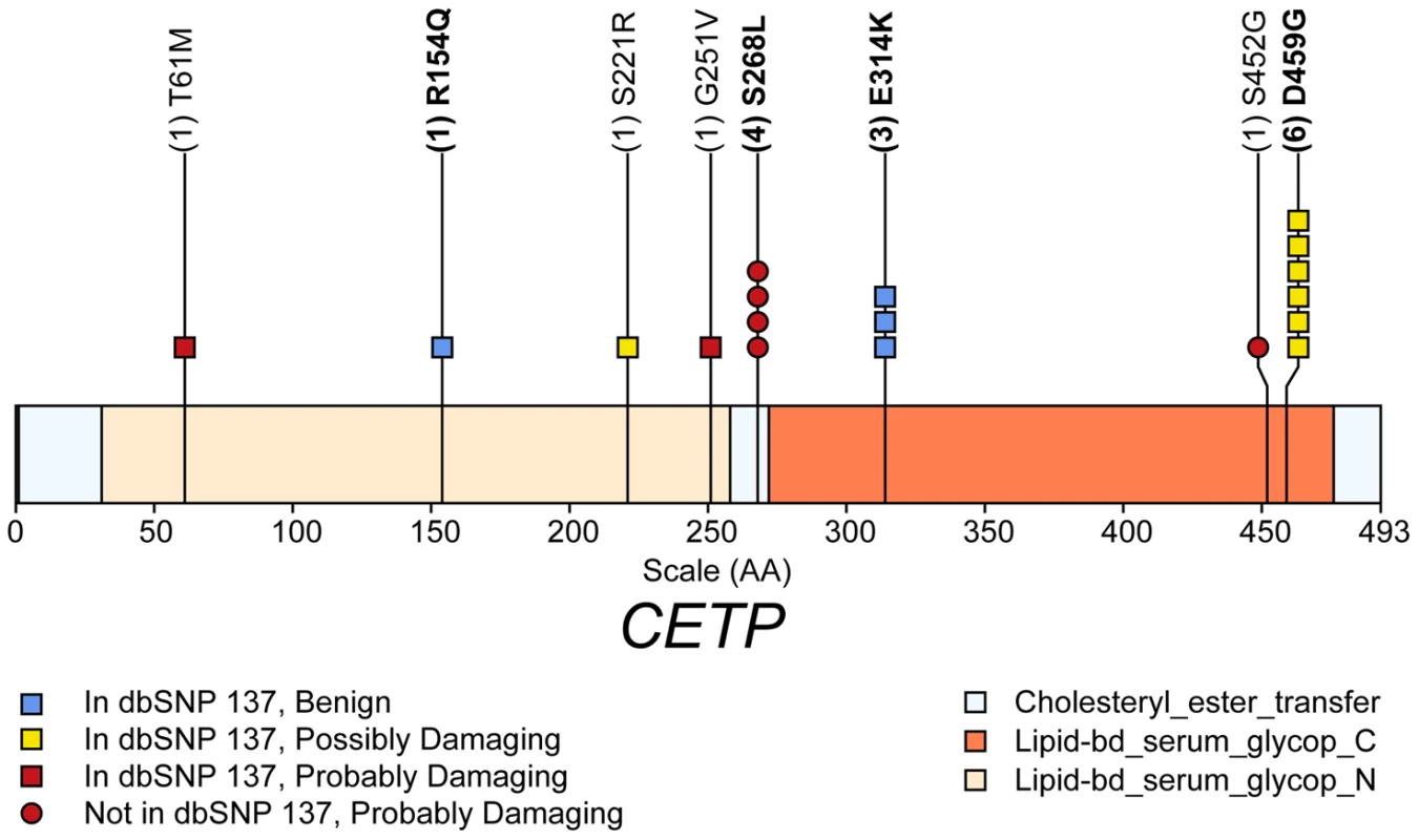 Schematic of rare (MAF&lt;1%) non-synonymous variants used in the gene-level test HDL-C in gene <i>CETP</i>.