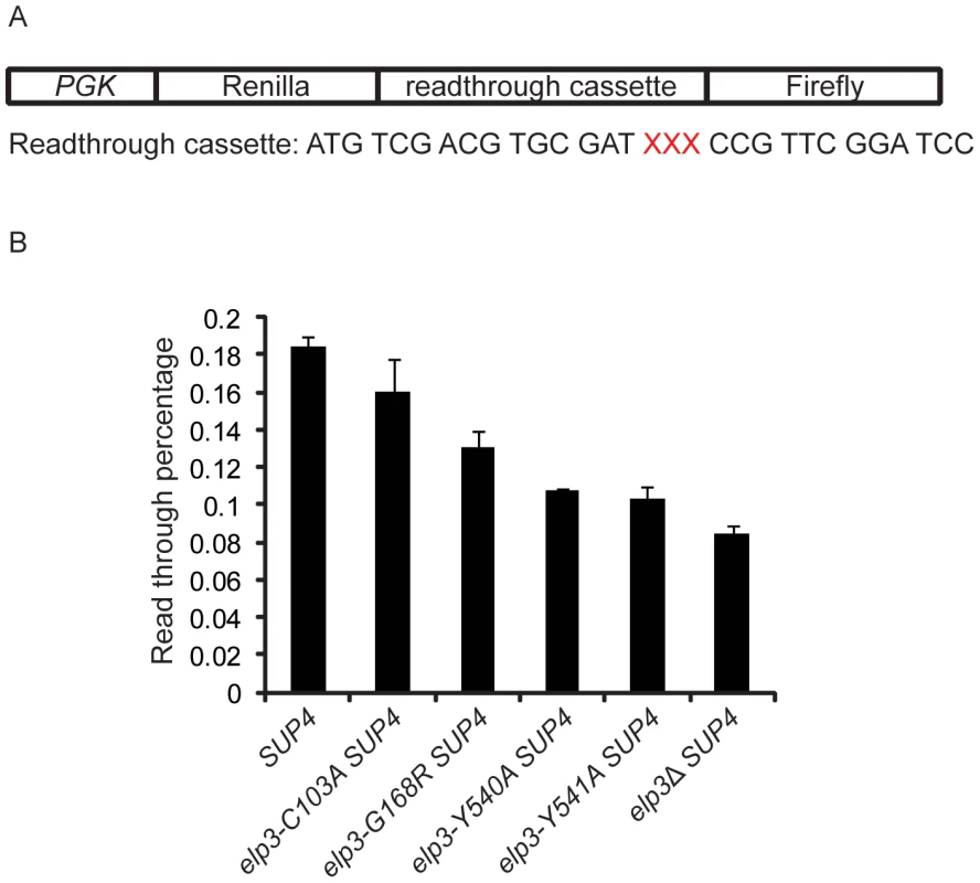 U<sub>34</sub> modification levels influence ochre stop codon read through by a suppressor tRNA.