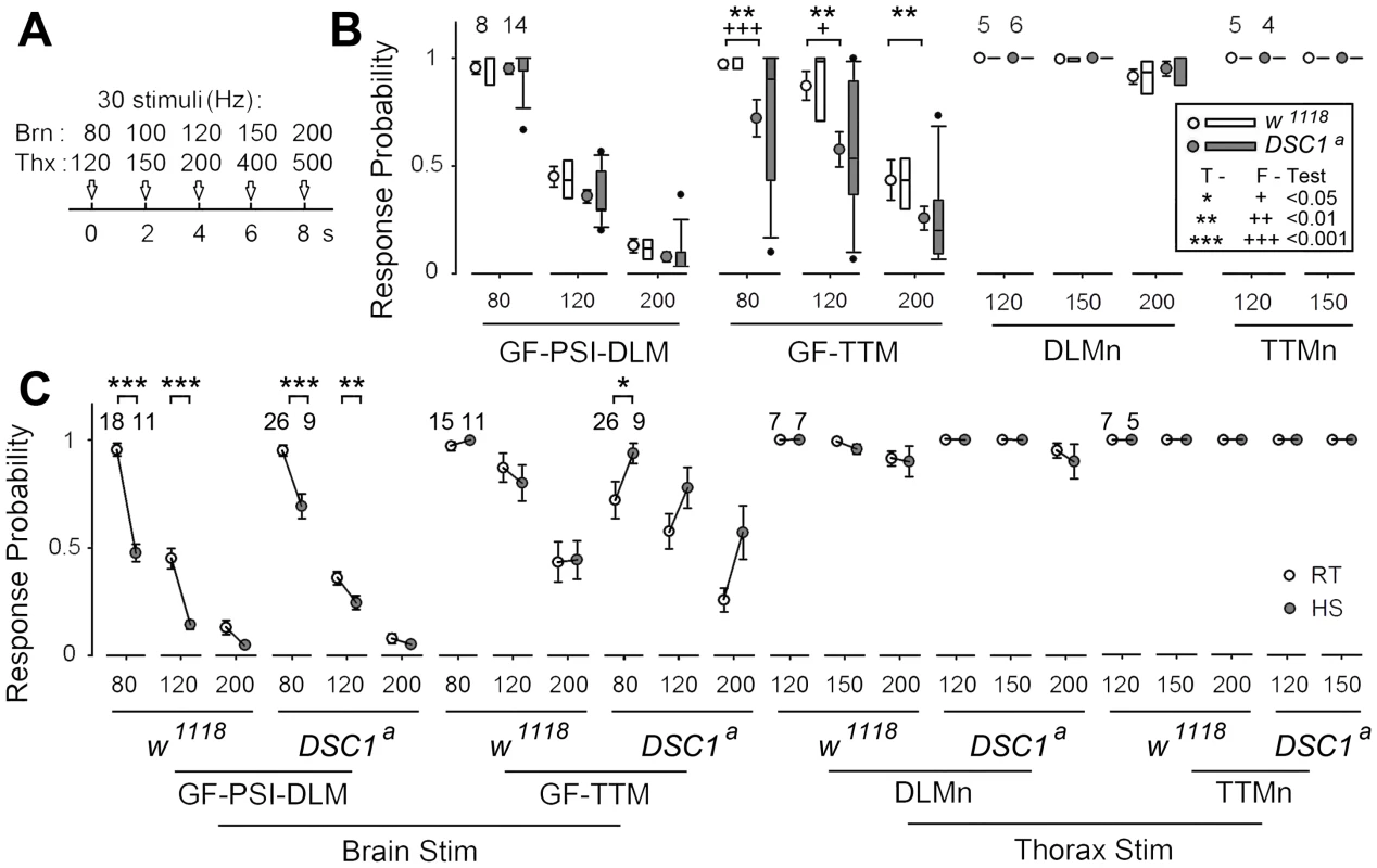 Localization of altered responses to high-frequency stimulation in the DLM and TTM branches in <i>DSC1</i> knockout flies at room temperature and following heat stress.