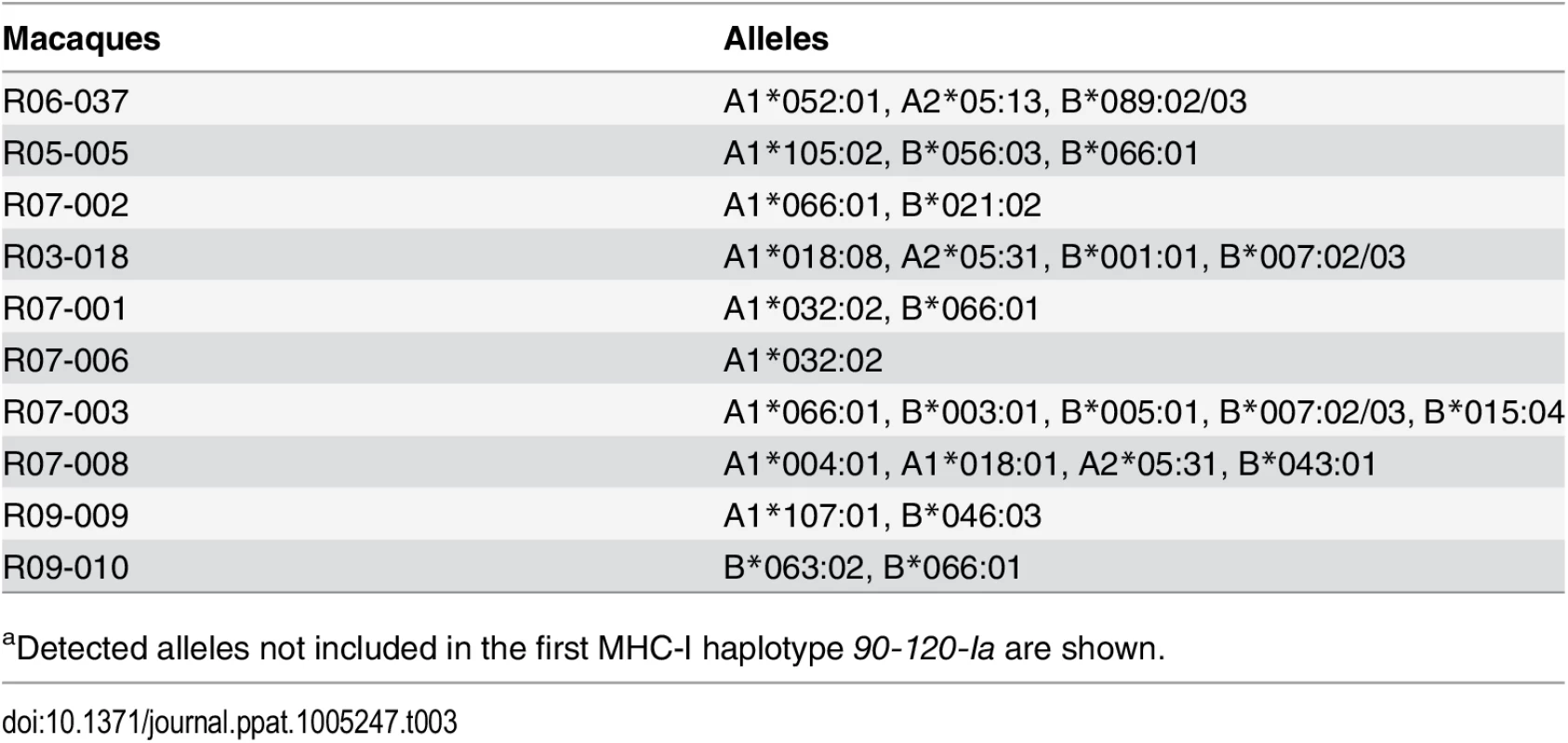 Alleles in the second MHC-I haplotypes in macaques<em class=&quot;ref&quot;><sup>a</sup></em>