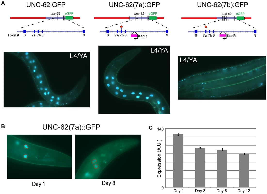 Alternative splicing of UNC-62 generates intestine-specific <i>unc-62(7a)</i> and neuronal/hypodermal-specific <i>unc-62(7b)</i> isoforms.