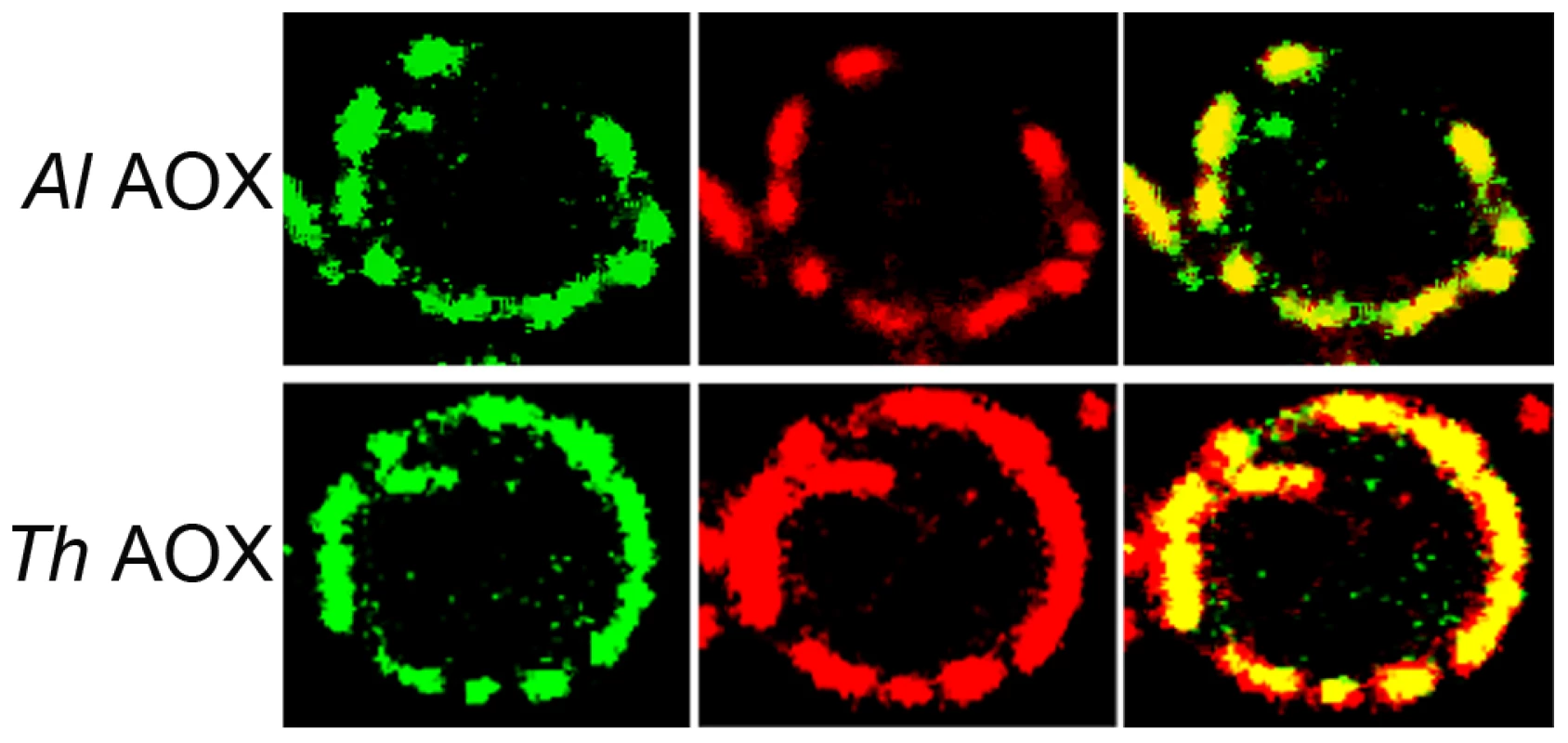 Transfection of <i>S. cerevisiae</i> cells with AOX-GFP constructs.