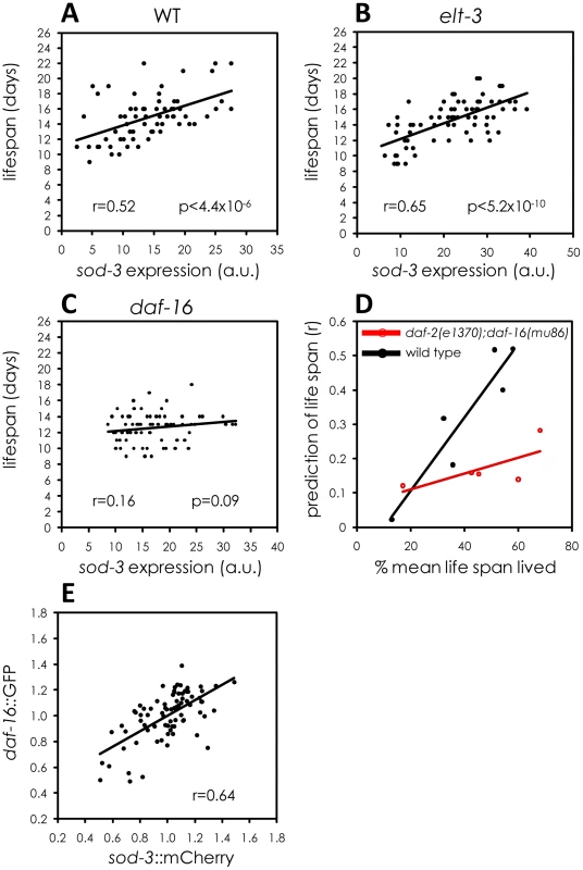 Variable <i>daf-16</i> activity as a source of <i>sod-3</i> expression and lifespan variability.