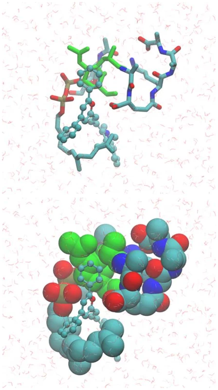 Model of the BAS00127538-lipid II complex obtained with CADD in conjunction with the NMR data.