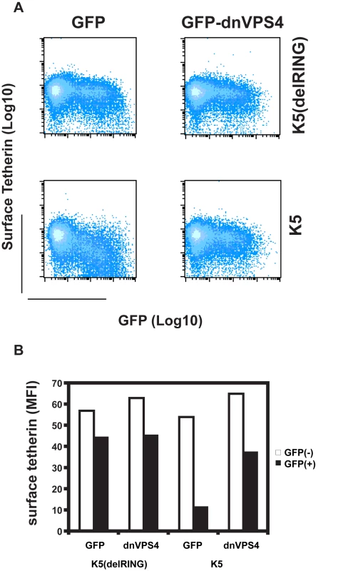 Cell-surface down-regulation of tetherin by K5 is inhibited by dominant-negative VPS4.