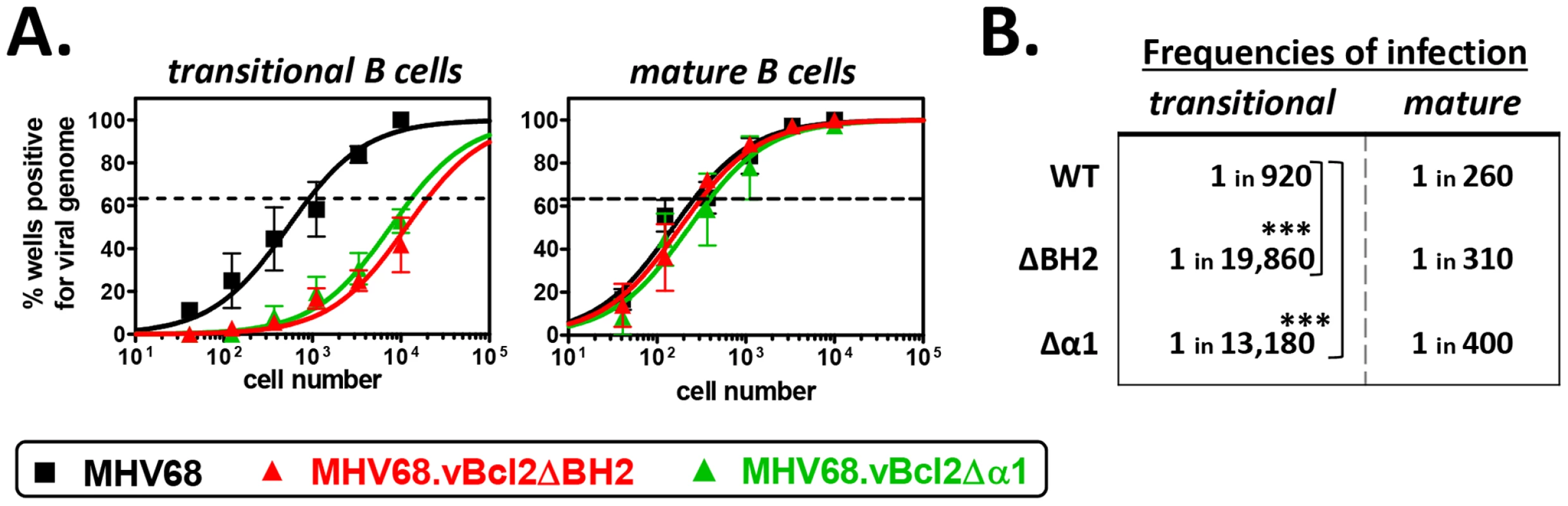 Both BH2 and α1 domains of vBcl-2 are required for efficient infection of transitional B cells.