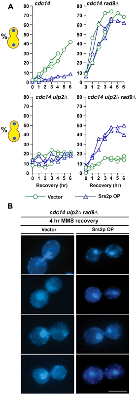 Effect of Srs2p OP and inactivating the DNA damage checkpoint on chromosome segregation during MMS recovery.