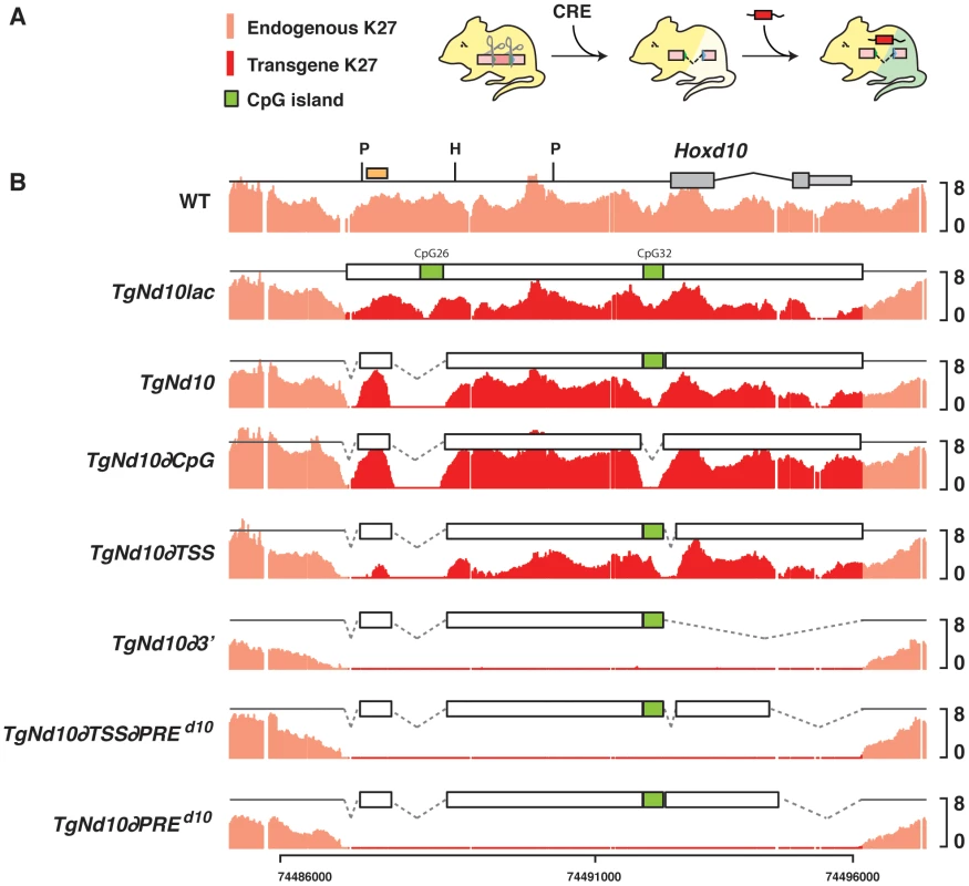 H3K27me3 profiles on transgenes <i>in embryo</i>.
