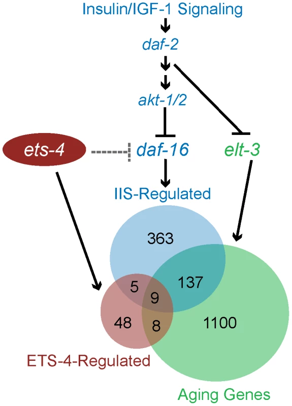 Model for ETS-4 function as a transcriptional regulator.