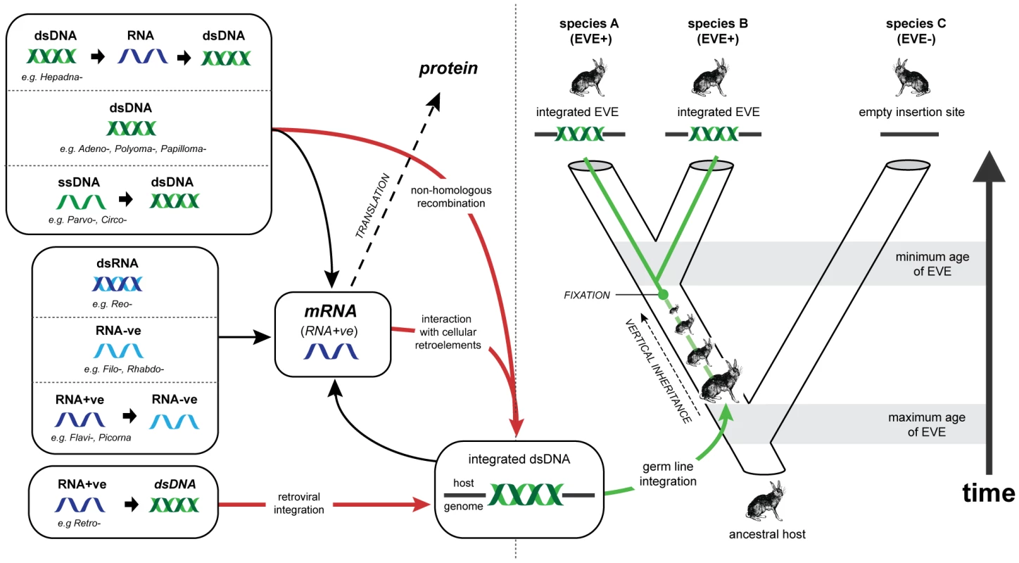 Viral replication strategies, endogenous viral elements, and the genomic fossil record.