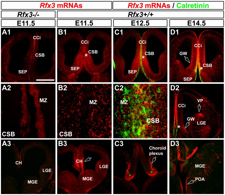 Expression pattern of <i>Rfx3</i> in the developing mouse telencephalon from E11.5 to E14.5.