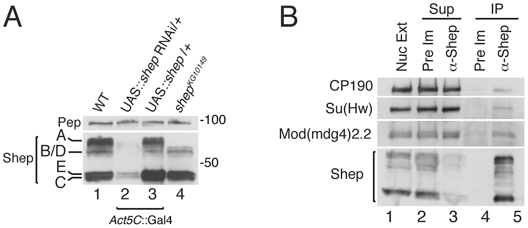 Coimmunoprecipitation of <i>gypsy</i> insulator proteins with Shep isoforms.